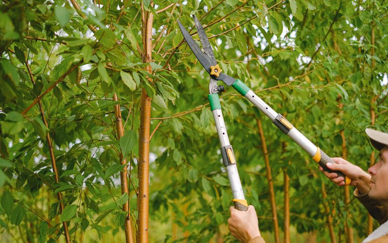 Tree trimming in Cropsey, IL