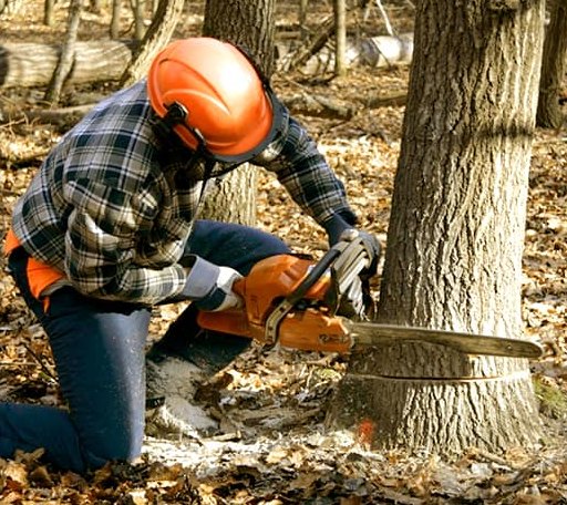 Tree Removal in Cropsey, IL